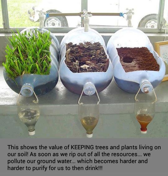 Researcher Find That Plant Has Water Purification