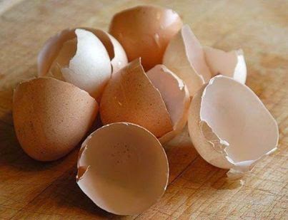 egg shells for your garden