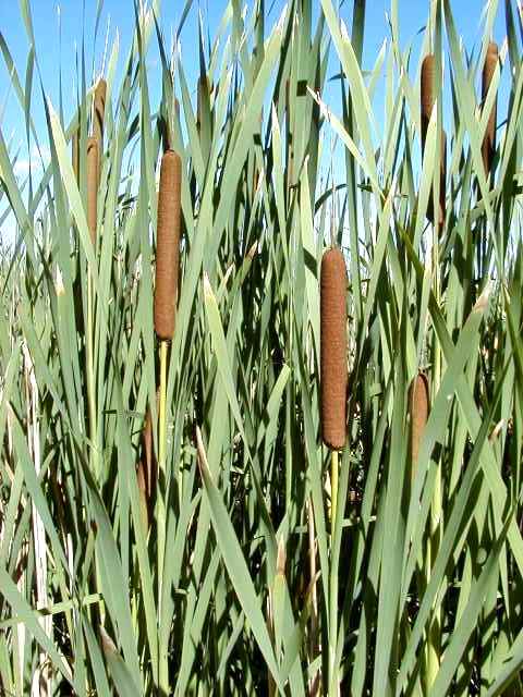 Can cattails be a wild edible survival food source?