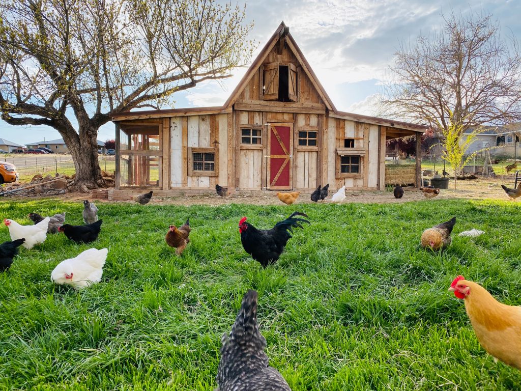 11 Expert Tips for Raising Chickens: The Ultimate Guide for Beginners