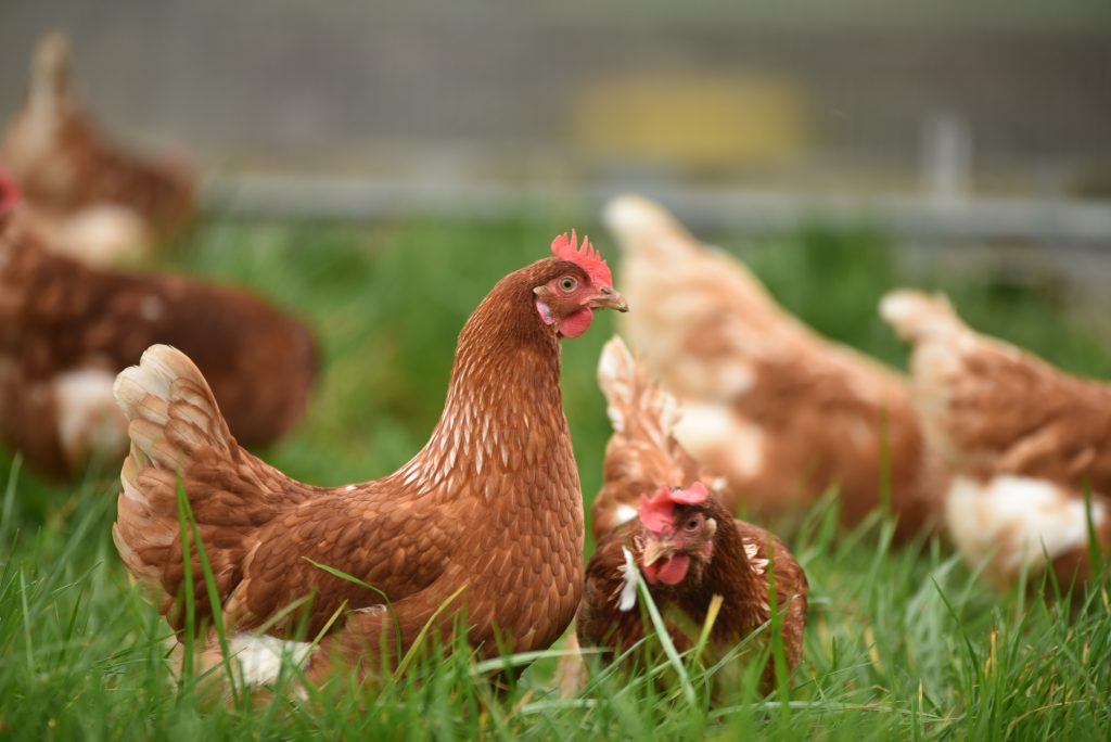 pros and cons of raising chickens